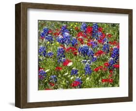 Texas Blue Bonnets and Red Phlox in Industry, Texas, USA-Darrell Gulin-Framed Photographic Print