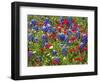 Texas Blue Bonnets and Red Phlox in Industry, Texas, USA-Darrell Gulin-Framed Photographic Print