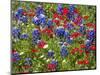 Texas Blue Bonnets and Red Phlox in Industry, Texas, USA-Darrell Gulin-Mounted Photographic Print