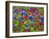 Texas Blue Bonnets and Red Phlox in Industry, Texas, USA-Darrell Gulin-Framed Photographic Print