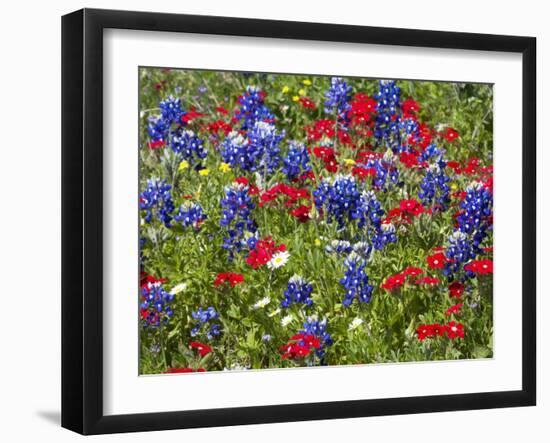 Texas Blue Bonnets and Red Phlox in Industry, Texas, USA-Darrell Gulin-Framed Photographic Print