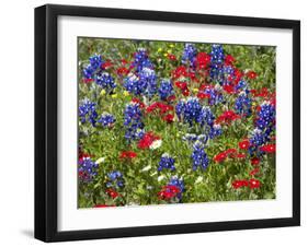 Texas Blue Bonnets and Red Phlox in Industry, Texas, USA-Darrell Gulin-Framed Photographic Print