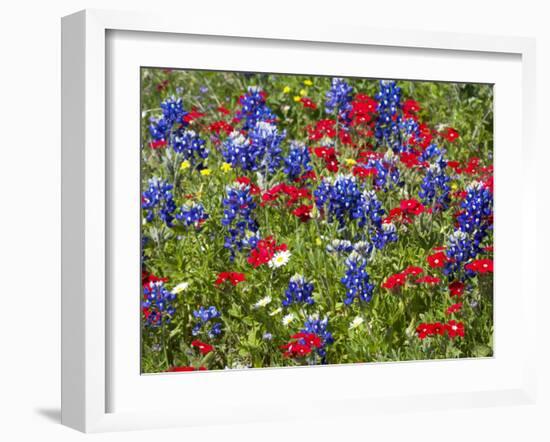 Texas Blue Bonnets and Red Phlox in Industry, Texas, USA-Darrell Gulin-Framed Photographic Print