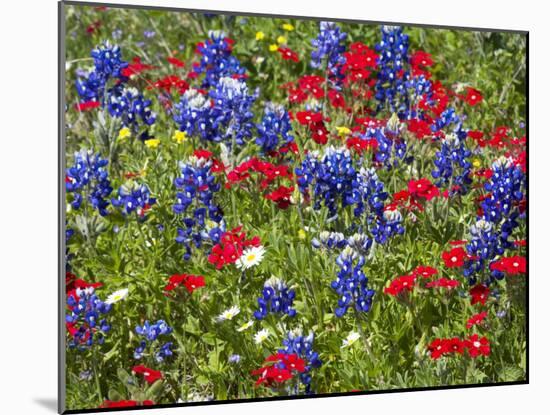 Texas Blue Bonnets and Red Phlox in Industry, Texas, USA-Darrell Gulin-Mounted Photographic Print