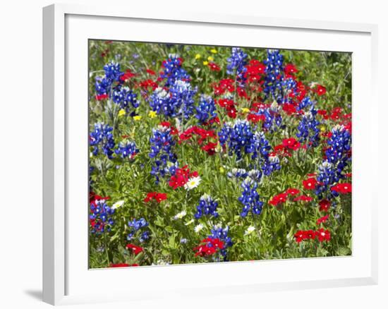 Texas Blue Bonnets and Red Phlox in Industry, Texas, USA-Darrell Gulin-Framed Photographic Print