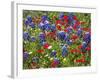 Texas Blue Bonnets and Red Phlox in Industry, Texas, USA-Darrell Gulin-Framed Photographic Print