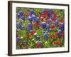 Texas Blue Bonnets and Red Phlox in Industry, Texas, USA-Darrell Gulin-Framed Photographic Print