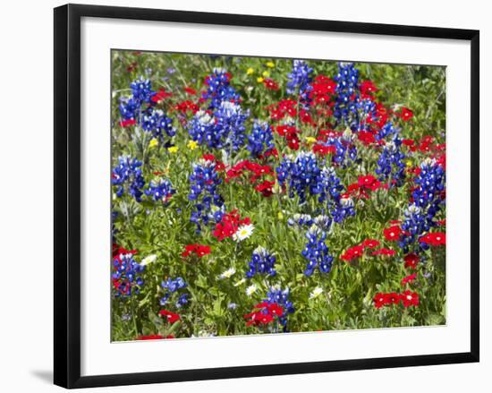 Texas Blue Bonnets and Red Phlox in Industry, Texas, USA-Darrell Gulin-Framed Photographic Print