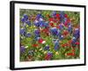 Texas Blue Bonnets and Red Phlox in Industry, Texas, USA-Darrell Gulin-Framed Photographic Print