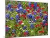 Texas Blue Bonnets and Red Phlox in Industry, Texas, USA-Darrell Gulin-Mounted Photographic Print