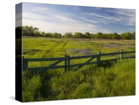 Texas Blue Bonnets, Vetch in Meadow Near Brenham, Texas, USA-Darrell Gulin-Stretched Canvas