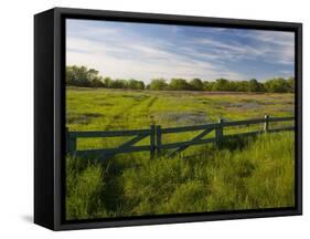 Texas Blue Bonnets, Vetch in Meadow Near Brenham, Texas, USA-Darrell Gulin-Framed Stretched Canvas