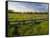 Texas Blue Bonnets, Vetch in Meadow Near Brenham, Texas, USA-Darrell Gulin-Framed Stretched Canvas