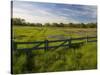 Texas Blue Bonnets, Vetch in Meadow Near Brenham, Texas, USA-Darrell Gulin-Stretched Canvas