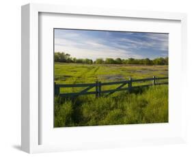 Texas Blue Bonnets, Vetch in Meadow Near Brenham, Texas, USA-Darrell Gulin-Framed Photographic Print