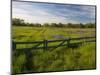 Texas Blue Bonnets, Vetch in Meadow Near Brenham, Texas, USA-Darrell Gulin-Mounted Photographic Print