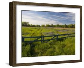 Texas Blue Bonnets, Vetch in Meadow Near Brenham, Texas, USA-Darrell Gulin-Framed Photographic Print