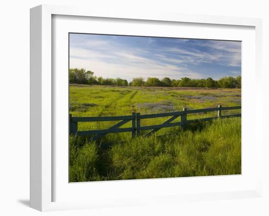 Texas Blue Bonnets, Vetch in Meadow Near Brenham, Texas, USA-Darrell Gulin-Framed Photographic Print