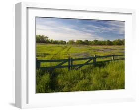 Texas Blue Bonnets, Vetch in Meadow Near Brenham, Texas, USA-Darrell Gulin-Framed Photographic Print