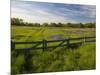 Texas Blue Bonnets, Vetch in Meadow Near Brenham, Texas, USA-Darrell Gulin-Mounted Photographic Print