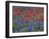 Texas Bluebonnet and Drummond's Phlox Flowering in Meadow, Gonzales County, Texas, Usa, March 2007-Rolf Nussbaumer-Framed Photographic Print