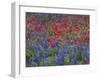 Texas Bluebonnet and Drummond's Phlox Flowering in Meadow, Gonzales County, Texas, Usa, March 2007-Rolf Nussbaumer-Framed Photographic Print