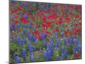 Texas Bluebonnet and Drummond's Phlox Flowering in Meadow, Gonzales County, Texas, Usa, March 2007-Rolf Nussbaumer-Mounted Photographic Print