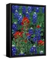 Texas Bluebonnet and Indian Paintbrush, Texas, USA-Claudia Adams-Framed Stretched Canvas