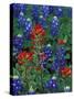 Texas Bluebonnet and Indian Paintbrush, Texas, USA-Claudia Adams-Stretched Canvas