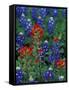 Texas Bluebonnet and Indian Paintbrush, Texas, USA-Claudia Adams-Framed Stretched Canvas