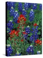 Texas Bluebonnet and Indian Paintbrush, Texas, USA-Claudia Adams-Stretched Canvas