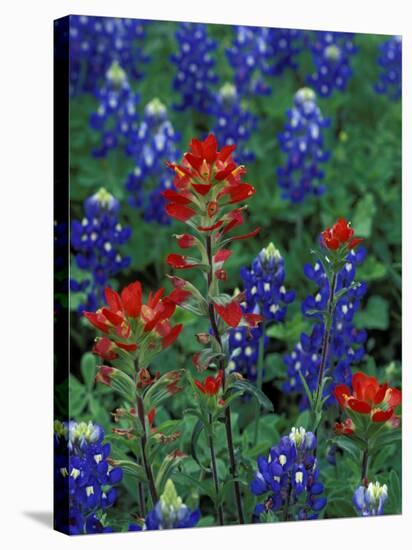 Texas Bluebonnet and Indian Paintbrush, Texas, USA-Claudia Adams-Stretched Canvas