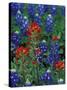 Texas Bluebonnet and Indian Paintbrush, Texas, USA-Claudia Adams-Stretched Canvas