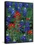 Texas Bluebonnet and Indian Paintbrush, Texas, USA-Claudia Adams-Framed Stretched Canvas