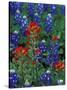 Texas Bluebonnet and Indian Paintbrush, Texas, USA-Claudia Adams-Stretched Canvas