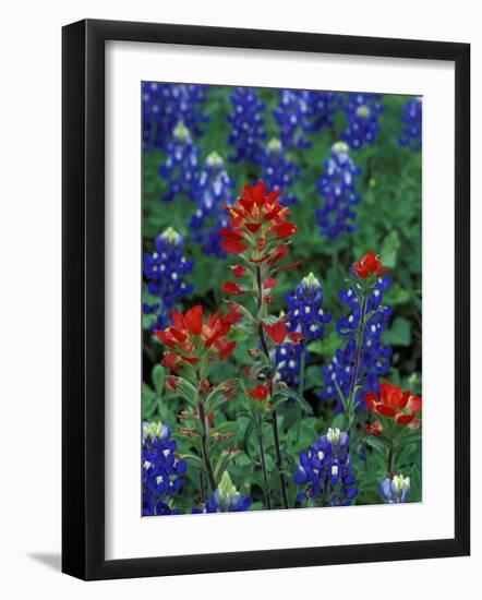 Texas Bluebonnet and Indian Paintbrush, Texas, USA-Claudia Adams-Framed Photographic Print