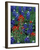 Texas Bluebonnet and Indian Paintbrush, Texas, USA-Claudia Adams-Framed Photographic Print