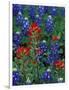 Texas Bluebonnet and Indian Paintbrush, Texas, USA-Claudia Adams-Framed Photographic Print