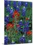 Texas Bluebonnet and Indian Paintbrush, Texas, USA-Claudia Adams-Mounted Photographic Print