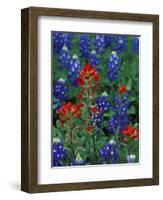 Texas Bluebonnet and Indian Paintbrush, Texas, USA-Claudia Adams-Framed Photographic Print