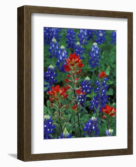 Texas Bluebonnet and Indian Paintbrush, Texas, USA-Claudia Adams-Framed Photographic Print