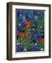 Texas Bluebonnet and Indian Paintbrush, Texas, USA-Claudia Adams-Framed Photographic Print