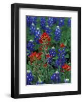 Texas Bluebonnet and Indian Paintbrush, Texas, USA-Claudia Adams-Framed Photographic Print