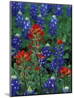 Texas Bluebonnet and Indian Paintbrush, Texas, USA-Claudia Adams-Mounted Photographic Print