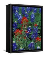 Texas Bluebonnet and Indian Paintbrush, Texas, USA-Claudia Adams-Framed Stretched Canvas