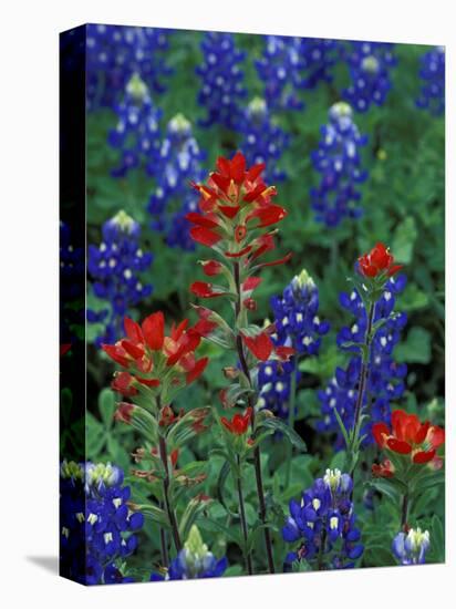 Texas Bluebonnet and Indian Paintbrush, Texas, USA-Claudia Adams-Stretched Canvas