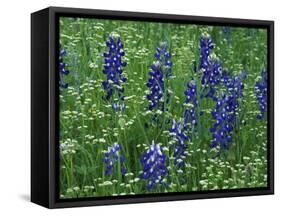 Texas Bluebonnet and Wild Buckwheat, Texas, USA-Claudia Adams-Framed Stretched Canvas