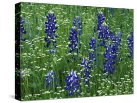 Texas Bluebonnet and Wild Buckwheat, Texas, USA-Claudia Adams-Stretched Canvas