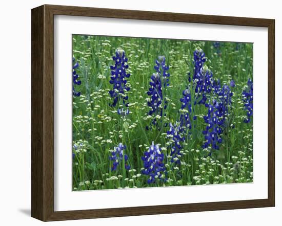 Texas Bluebonnet and Wild Buckwheat, Texas, USA-Claudia Adams-Framed Photographic Print