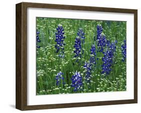 Texas Bluebonnet and Wild Buckwheat, Texas, USA-Claudia Adams-Framed Photographic Print